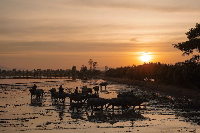 Khung cảnh vùng sông nước miền Tây trong bộ phim Đất Rừng Phương Nam