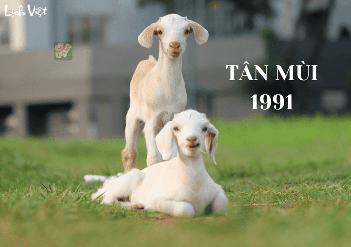 Tử vi tuổi Tân Mùi (1991) năm 2024