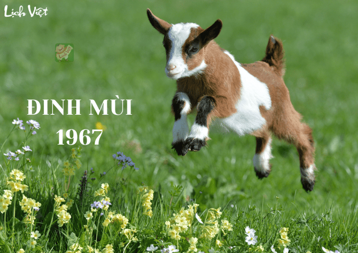 Tử vi tuổi Đinh Mùi (1967) năm 2024