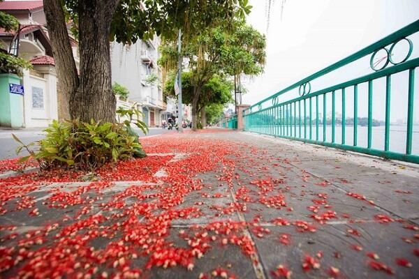 Phương pháp trồng và chăm sóc cây lộc vừng