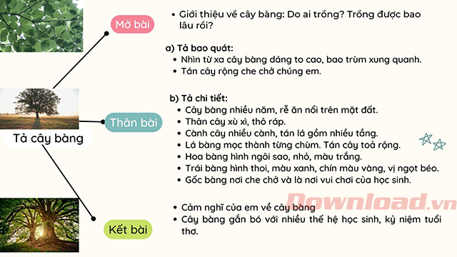 Sơ đồ tư duy Tả cây bàng