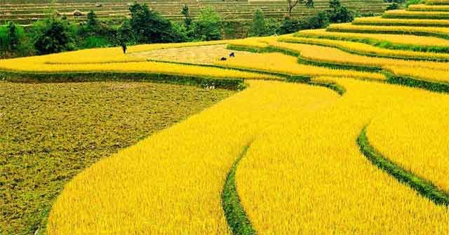 Cảnh cánh đồng lúa chín rất tuyệt vời.