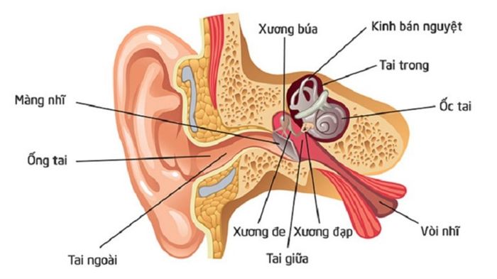 Cấu trúc của tai người. Nguồn ảnh: bvdakhoatinhthanhhoa.com