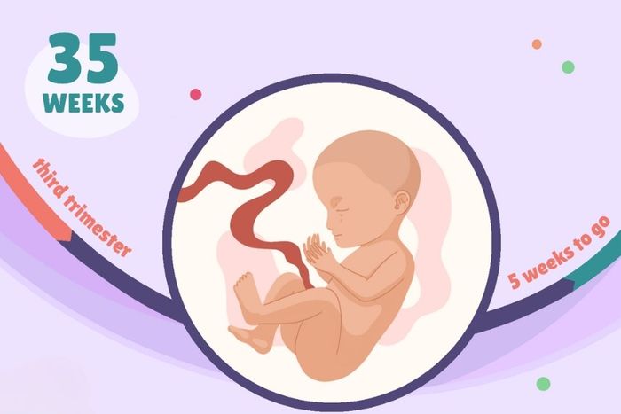 Khám phá quá trình phát triển của thai nhi ở tuần thứ 35