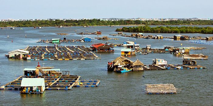 Bè hàu Long Sơn