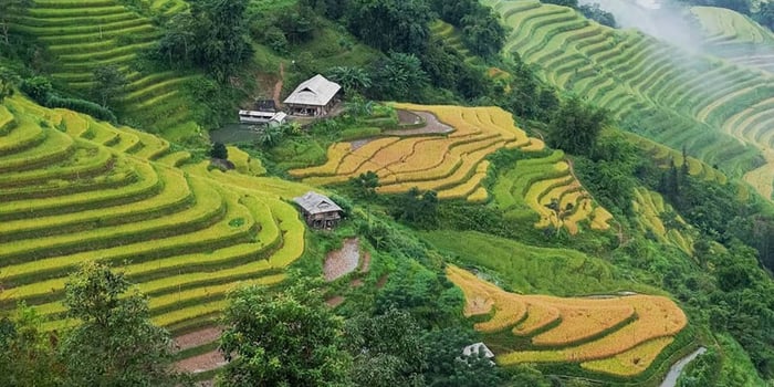 Cánh đồng bậc thang Hoàng Su Phì