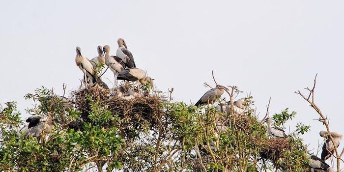 Một đàn chim đang ngự trên cây. Mô tả được tạo tự động với độ tin cậy trung bình.