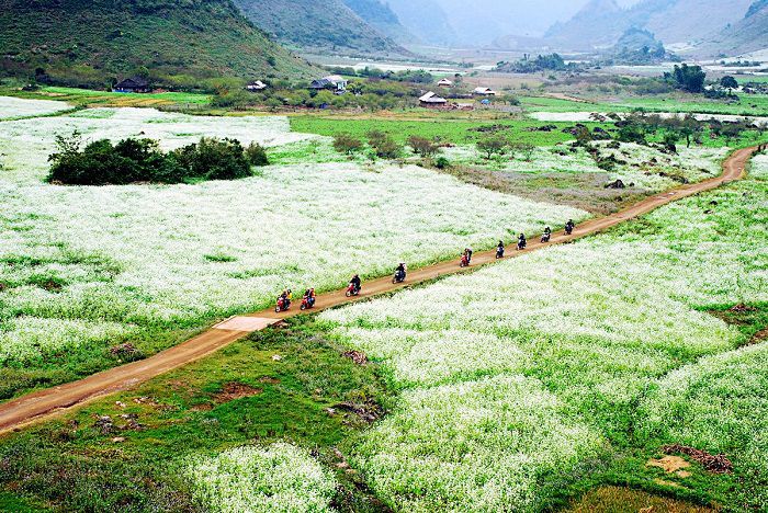 Mùa hoa cải ở Mộc Châu