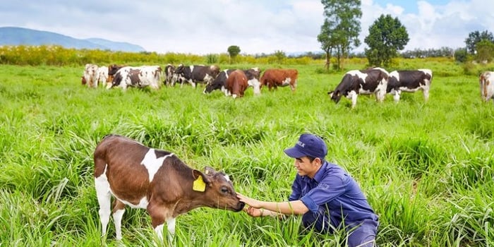 Ba Vì được biết đến với những trang trại bò sữa rộng lớn