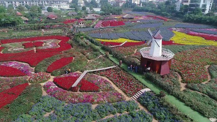 Thung lũng hoa Hồ Tây