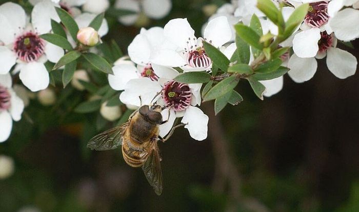 Mật ong Manuka New Zealand