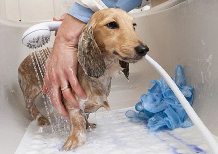 Cách tắm cho chó một cách đơn giản tại nhà