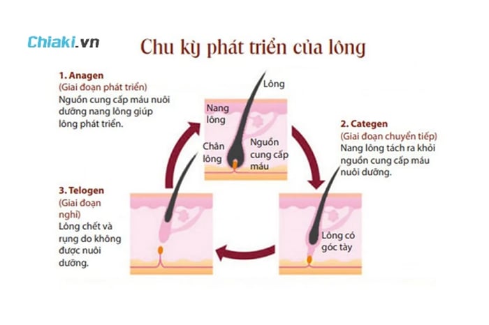 Giai đoạn Anagen là thời kỳ lông mi phát triển mạnh mẽ nhất, lông mi nhanh chóng trở nên dài và mạnh mẽ. Thường kéo dài từ 30 - 45 ngày.