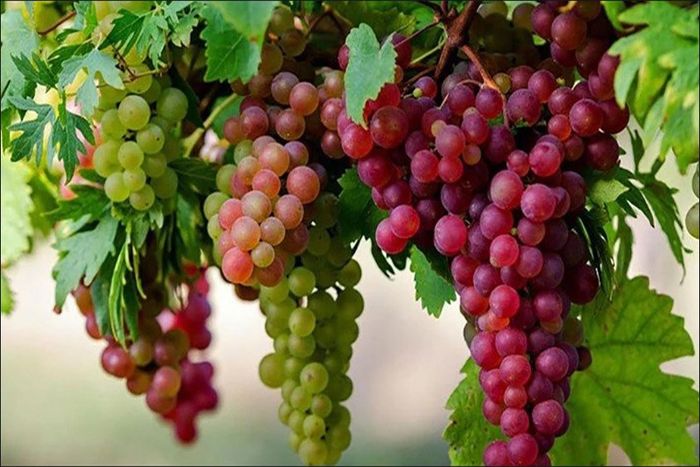 Bữa ăn cho bà bầu tháng đầu nên chọn gì tốt cho mẹ và thai nhi?