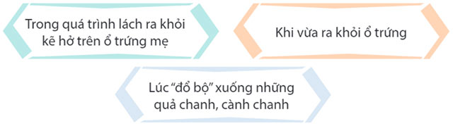 Trứng bọ ngựa nở ra