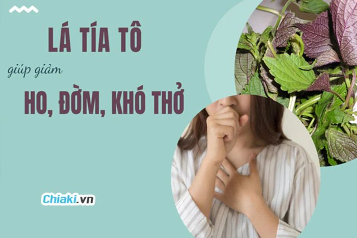 Tía Tô: Giúp Hỗ Trợ Điều Trị Ho, Đờm, Hen Suyễn