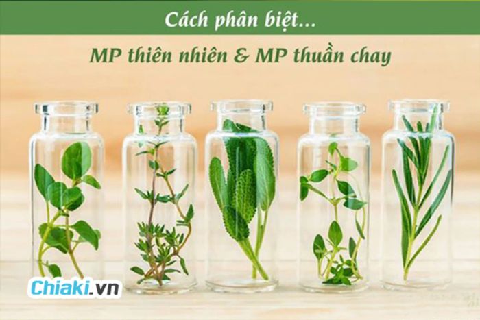 Mỹ phẩm thuần chay là gì? Top 12 thương hiệu mỹ phẩm thuần chay xu hướng mới năm 2024