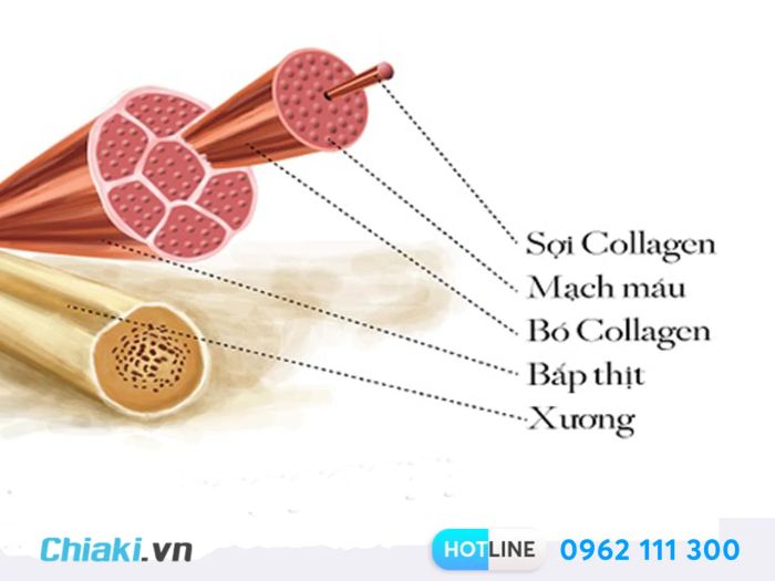 <strong>Collagen hỗ trợ tăng cường sức khỏe tim mạch</strong>