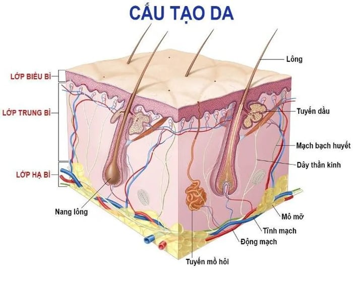 Lỗ chân lông là lối thoát cho dầu tự nhiên từ dưới da lên bề mặt da