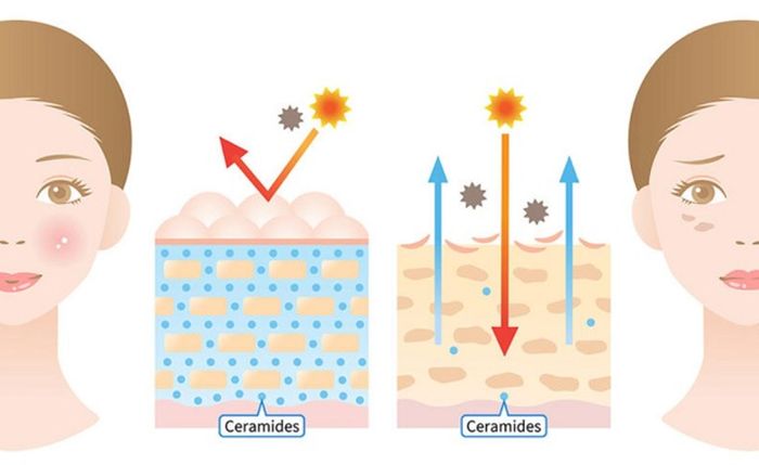 Ceramides là gì trong việc chăm sóc da? Tác dụng và cách sử dụng Ceramides