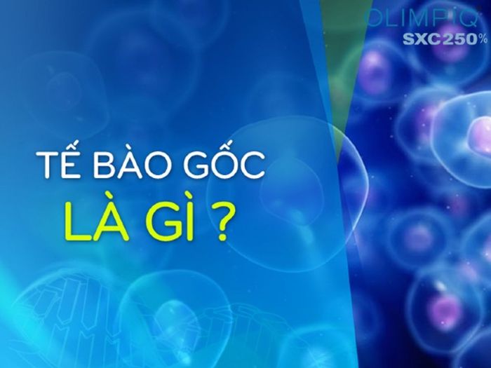 Tác dụng của tế bào gốc Eldas là gì? Sử dụng có hiệu quả không? Mua ở đâu với giá tốt?