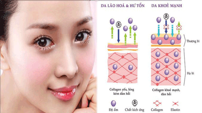 Collagen và những điều thú vị bạn chưa biết