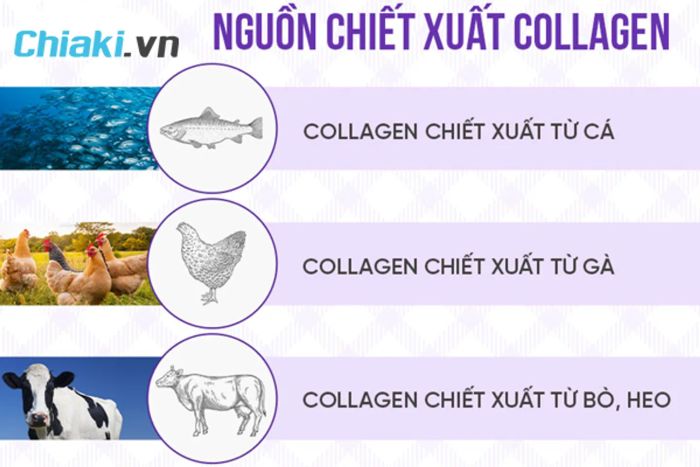 3 Nguồn Chiết Xuất Chính của Collagen