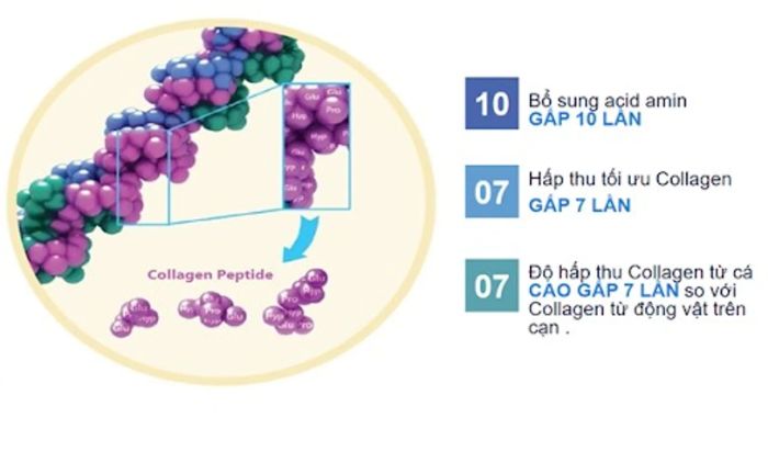 Collagen peptide