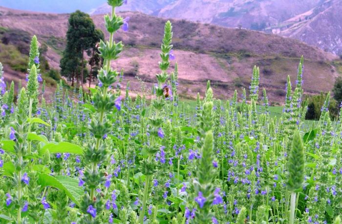 Cây chia phổ biến ở miền Nam, Trung Mexico và Guatemala