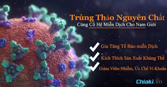 Hỗ trợ củng cố hệ miễn dịch cho nam giới bằng trùng thảo