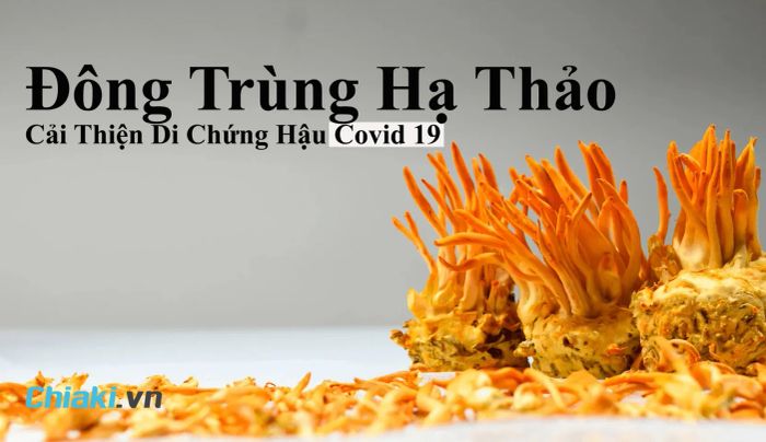 Đông trùng hạ thảo hỗ trợ bổ phổi, giúp cải thiện các di chứng sau Covid-19.