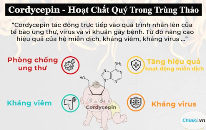 Cordycepin trong trùng thảo hỗ trợ hệ miễn dịch