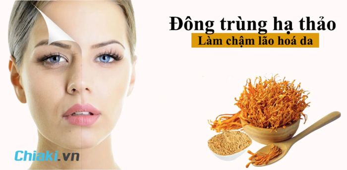 Trùng thảo giúp làm chậm quá trình lão hoá da, kéo dài tuổi thọ cho con người.