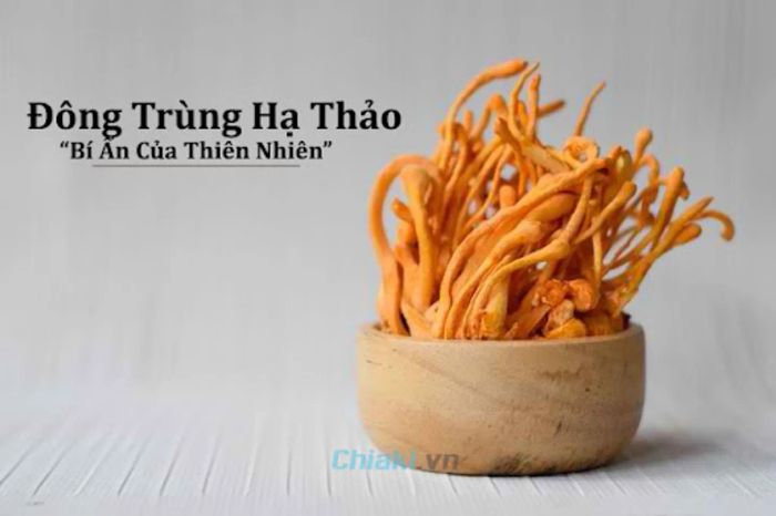 Tác dụng của đông trùng hạ thảo đối với sức khỏe