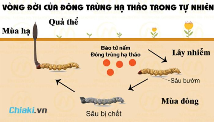 Đông trùng hạ thảo là gì?