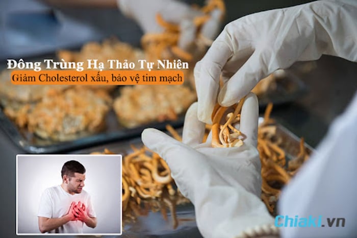 Đông trùng hạ thảo giúp giảm Cholesterol có hại, bảo vệ tim mạch