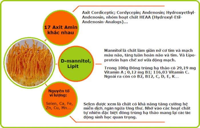 Thành phần dinh dưỡng của đông trùng hạ thảo