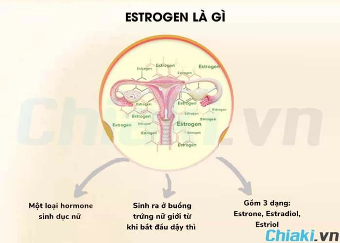 Nội tiết tố nữ là gì