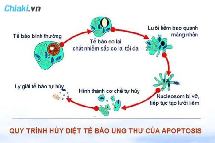 Quá trình Apoptosis trong việc loại bỏ tế bào ung thư