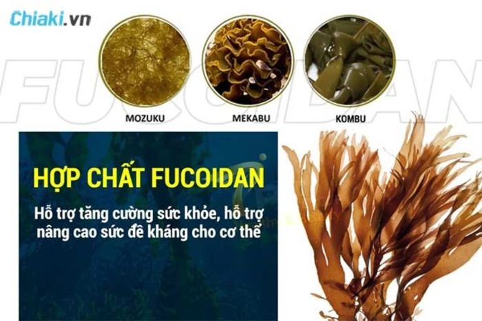 Lịch sử, nguồn gốc của Fucoidan