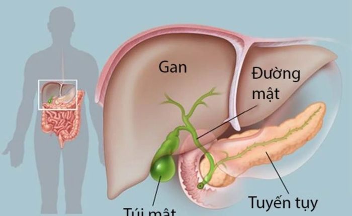 Gan đóng vai trò không thể phủ nhận trong hệ thống cơ thể con người