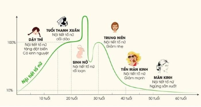 Nội tiết tố ảnh hưởng đến quá trình phát triển của tóc