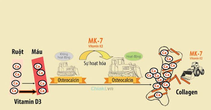 Vitamin D3 K2 là gì?