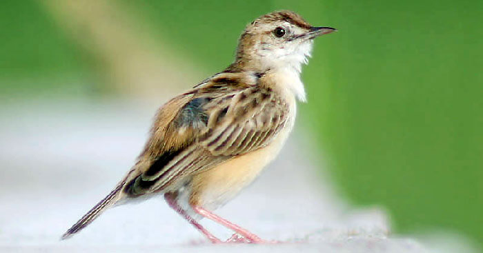 Soạn bài Con chim chiền chiện