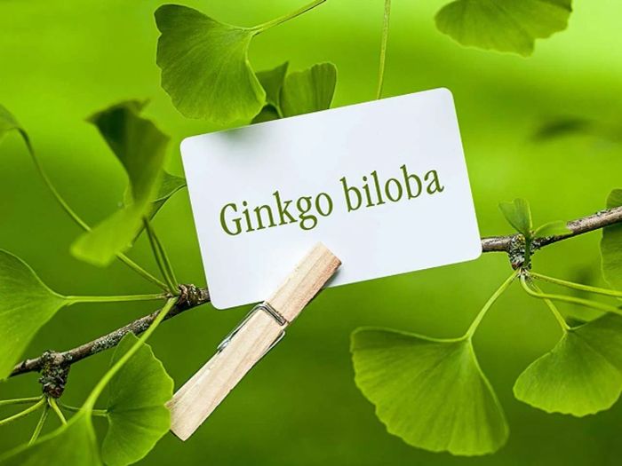 Tác dụng phụ của việc sử dụng Ginkgo Biloba 120mg