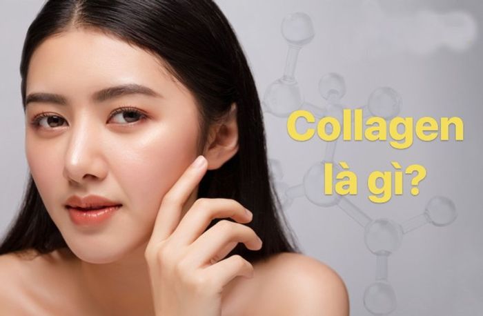 Collagen là một trong những loại protein phong phú nhất trong cơ thể con người.