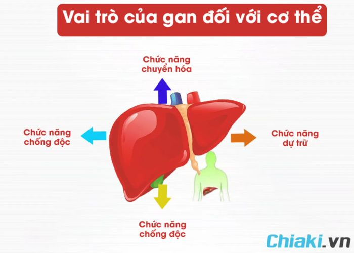 Vai trò của gan đối với cơ thể