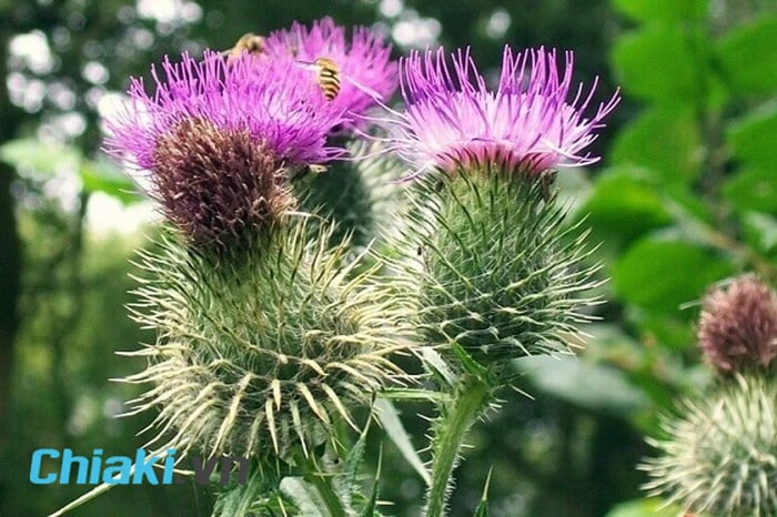 Cây kế sữa (Milk thistle)