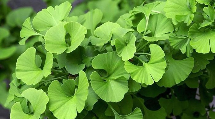 Ginkgo Biloba là gì?