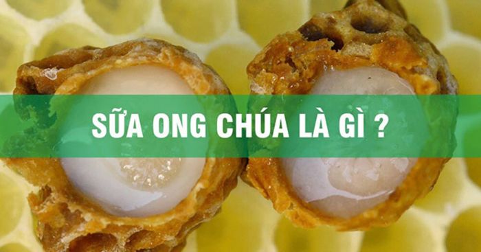 Chọn viên uống sữa ong chúa tốt nhất cho sức khỏe